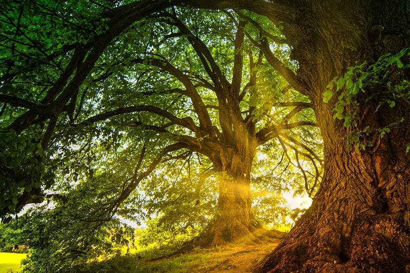 Magical Woodland Settings